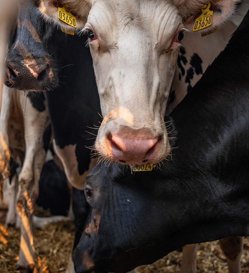 Two cows